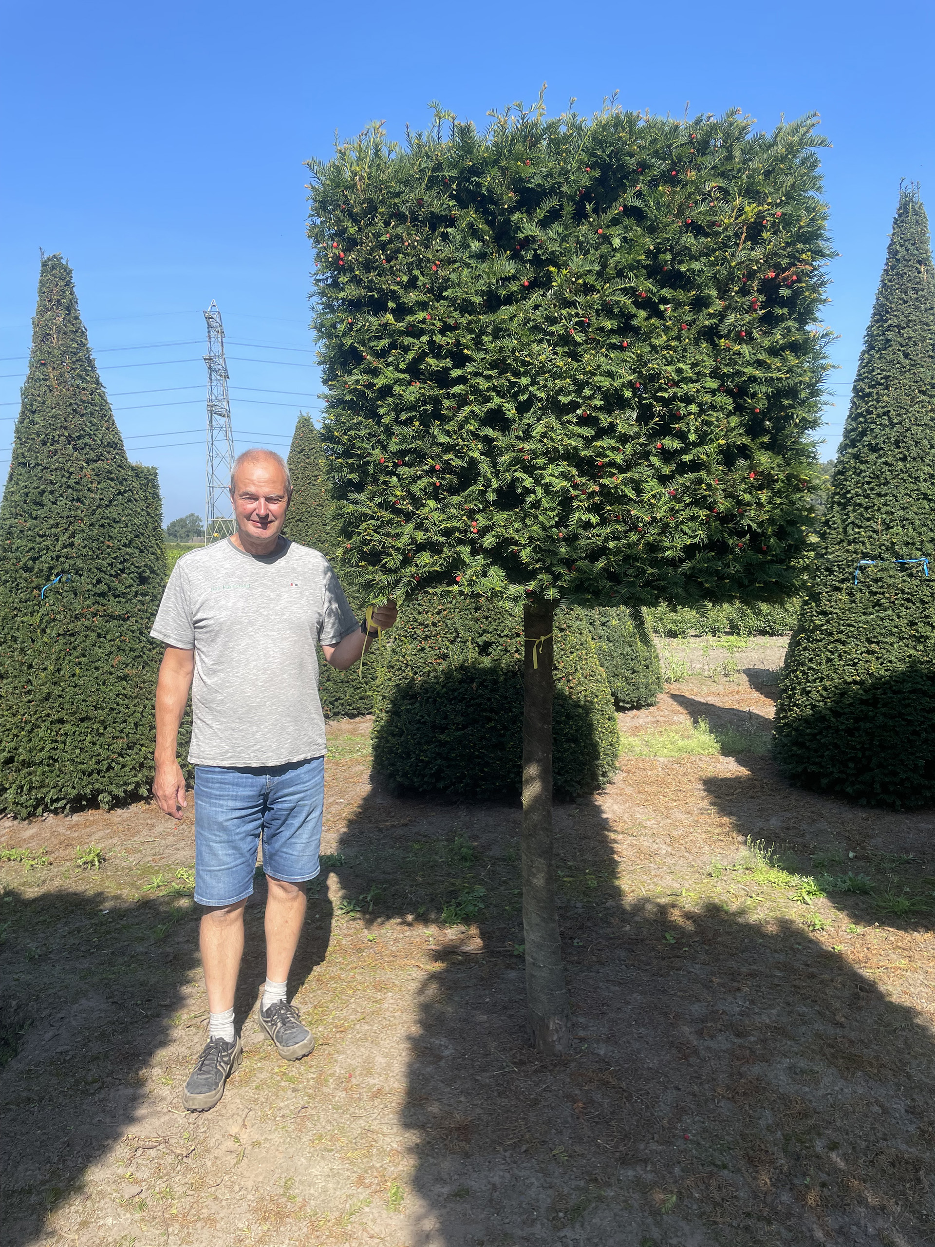 Halvstammet kasseklipper taks, Taxus Bacata