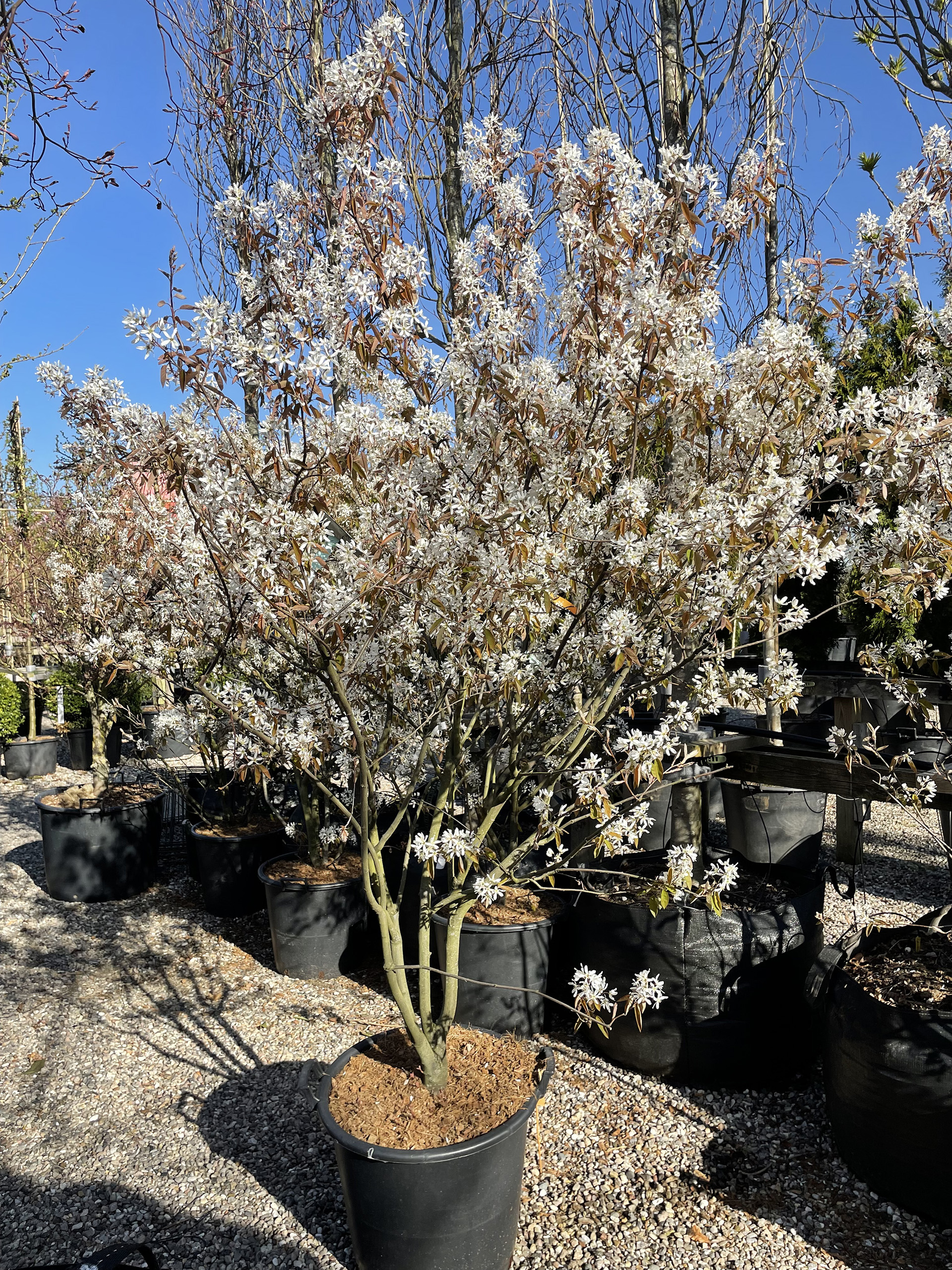Flot multistammet bærmispel i blomst, Amelanchier Lamarckii