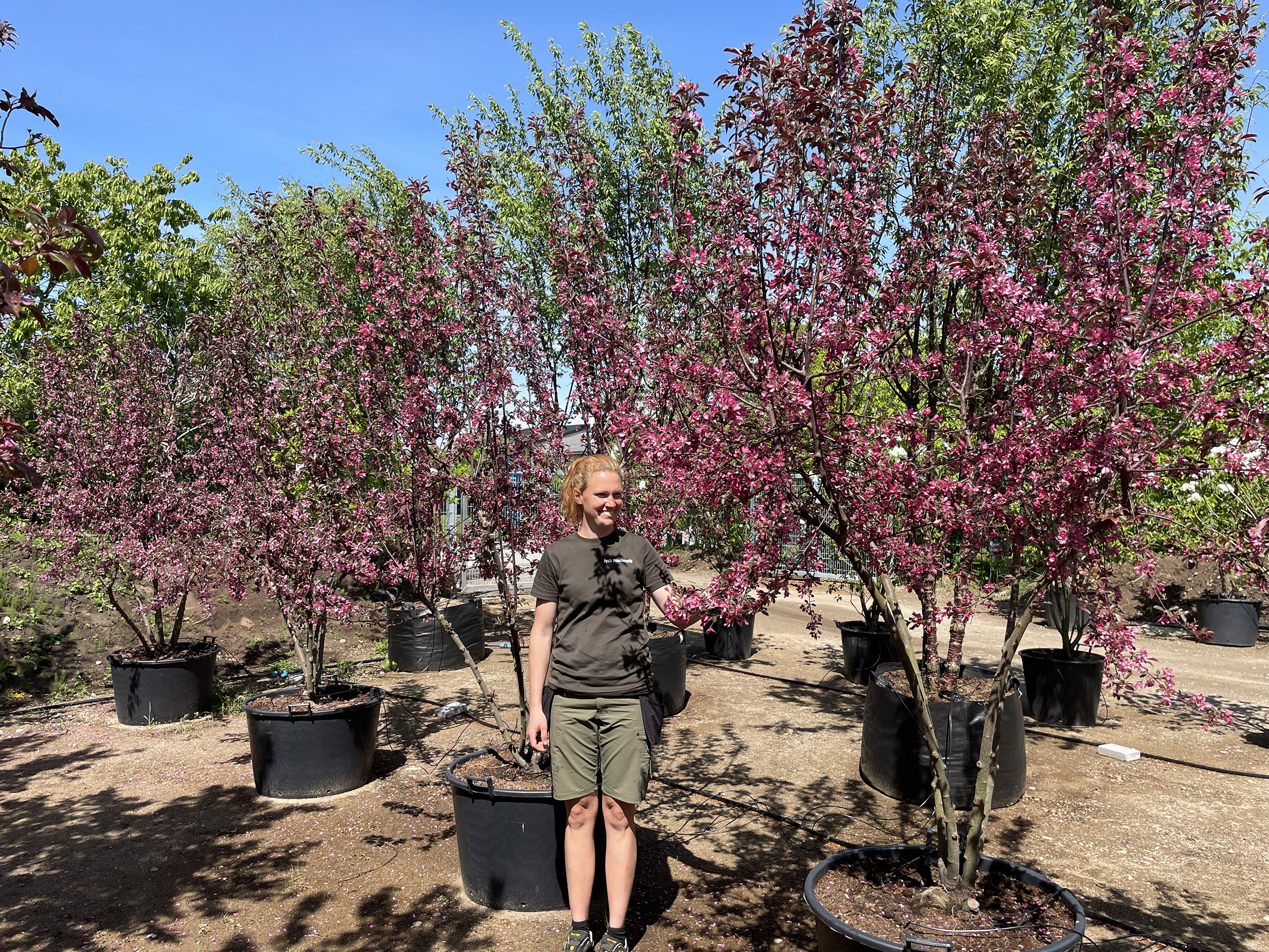 Flere stammet blomstrende paradisæble Malus Torinogo.