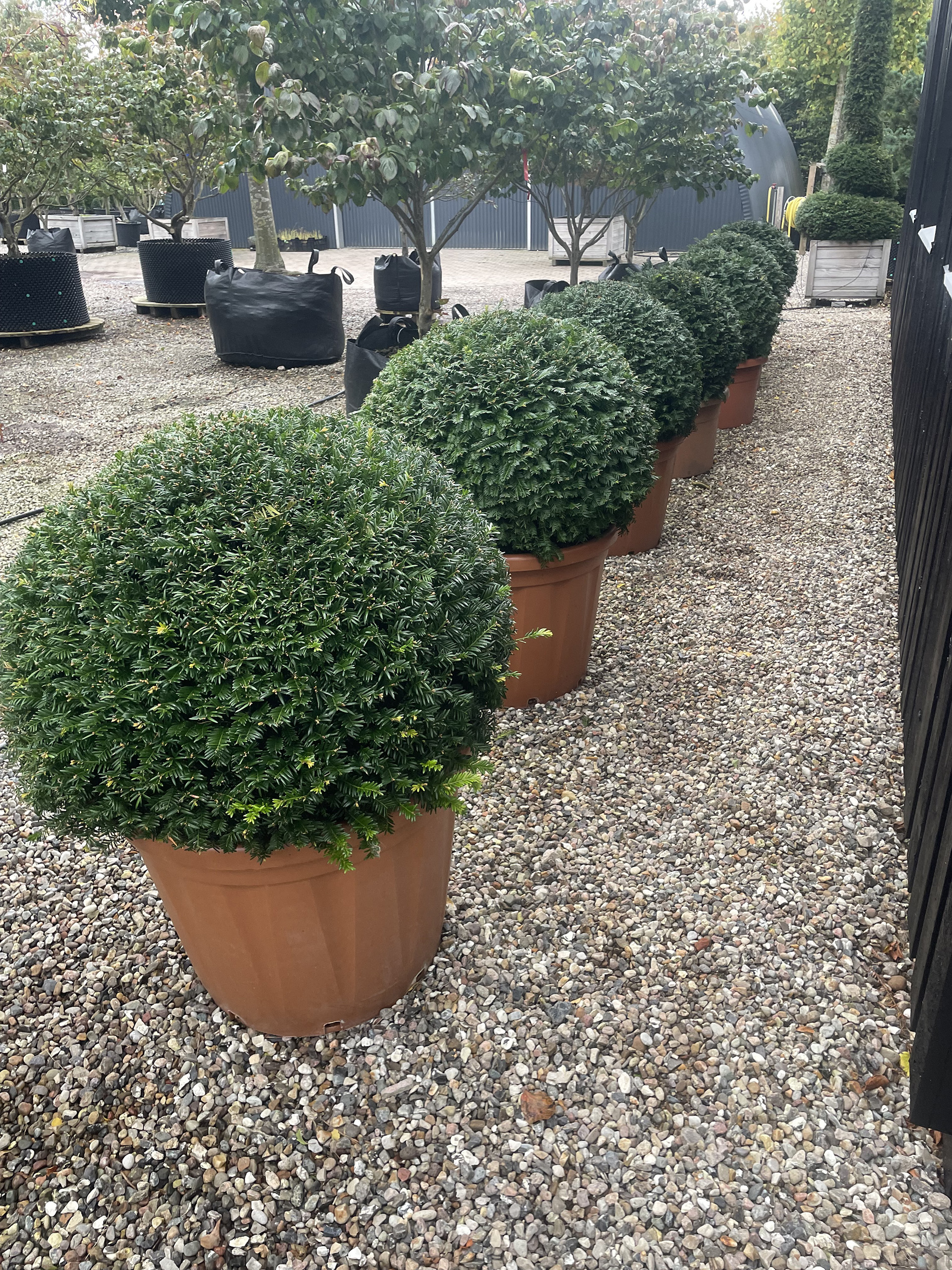 Kugleklippet Taks, Taxus Bacata