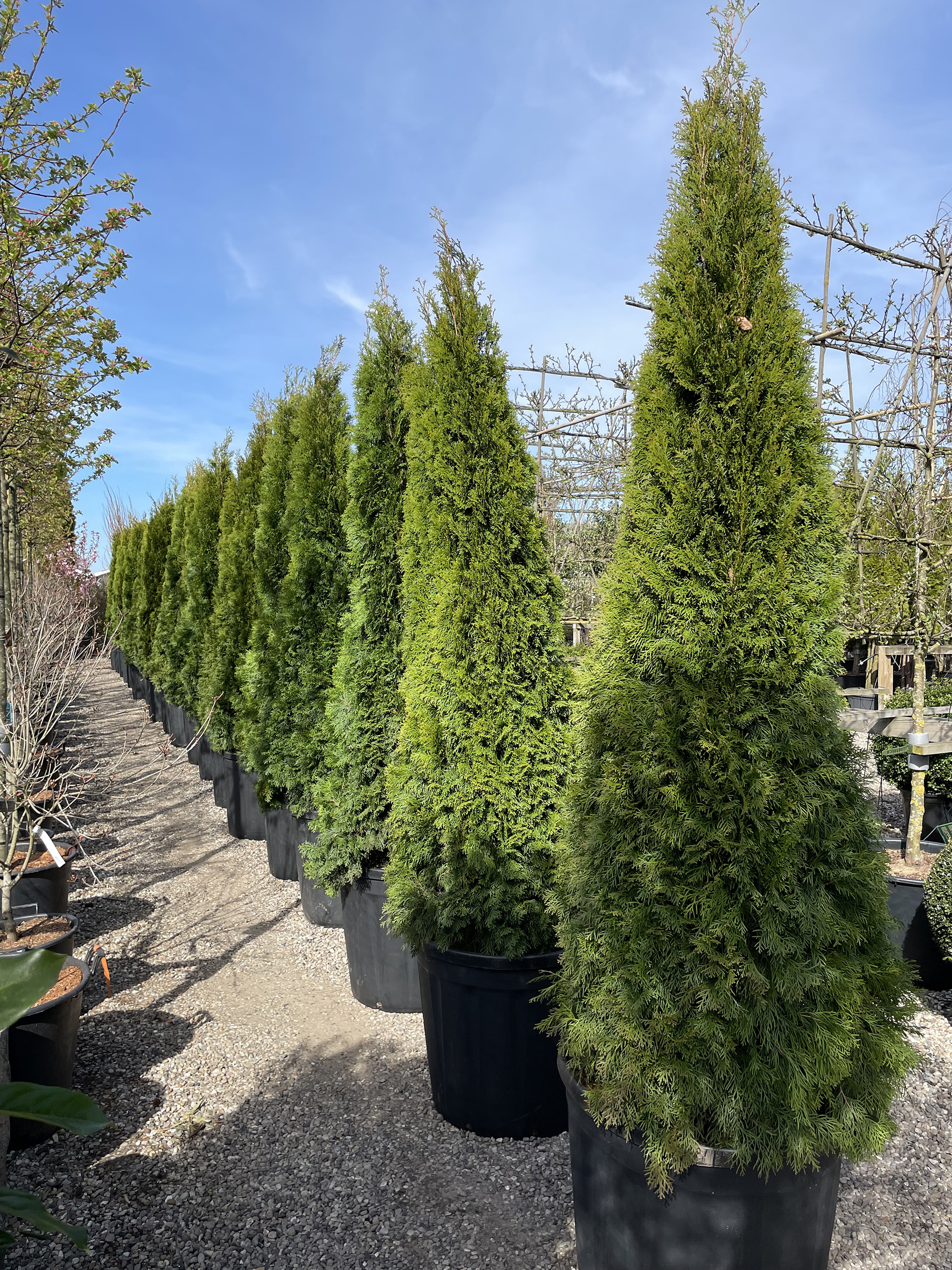 Thuja Smaragd 250-275cm.