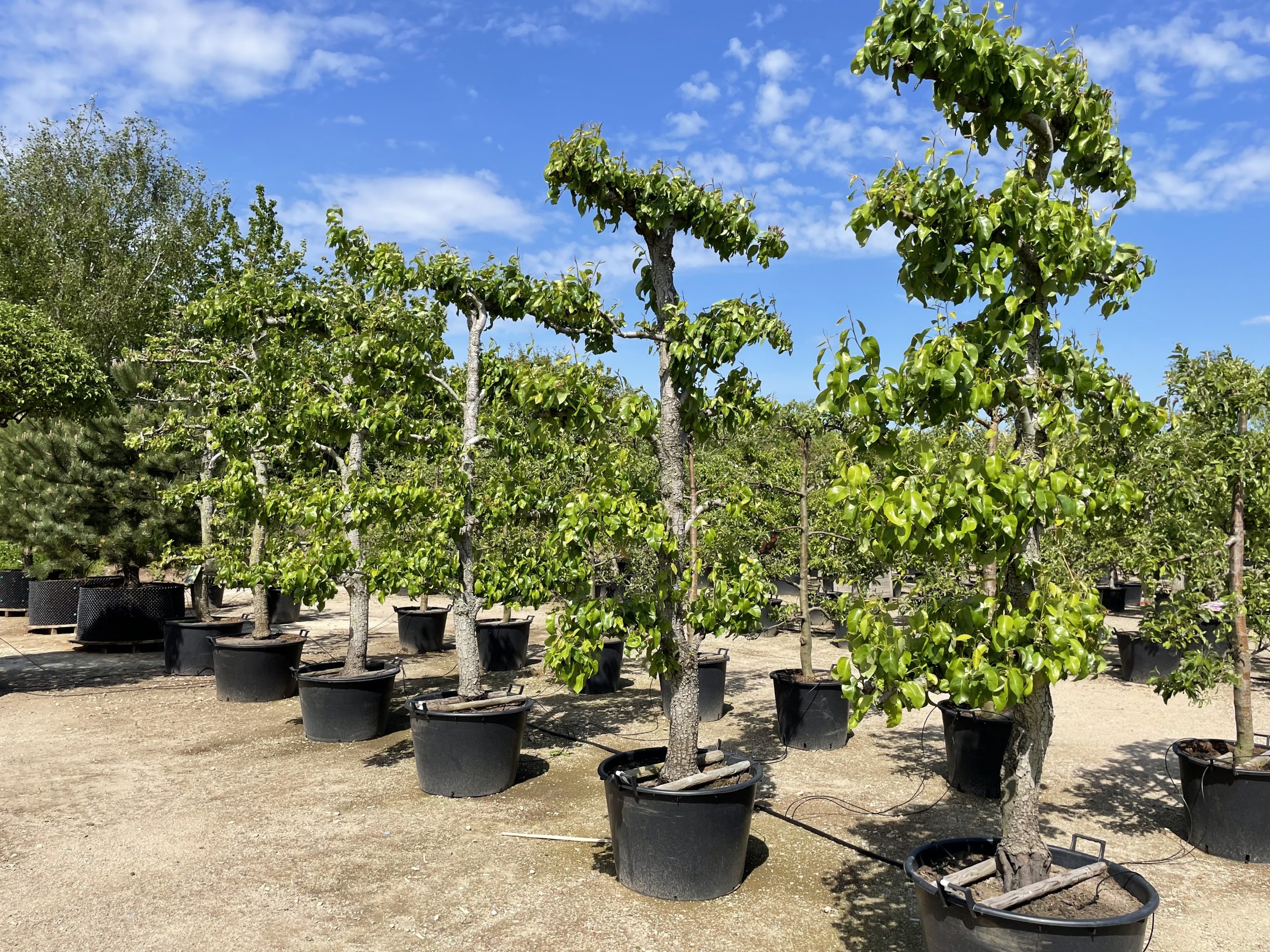 Store espalier pæretræer. Pyrus Communis Conference
